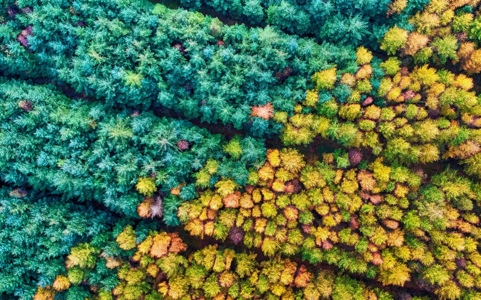 green and yellow trees changing from fall