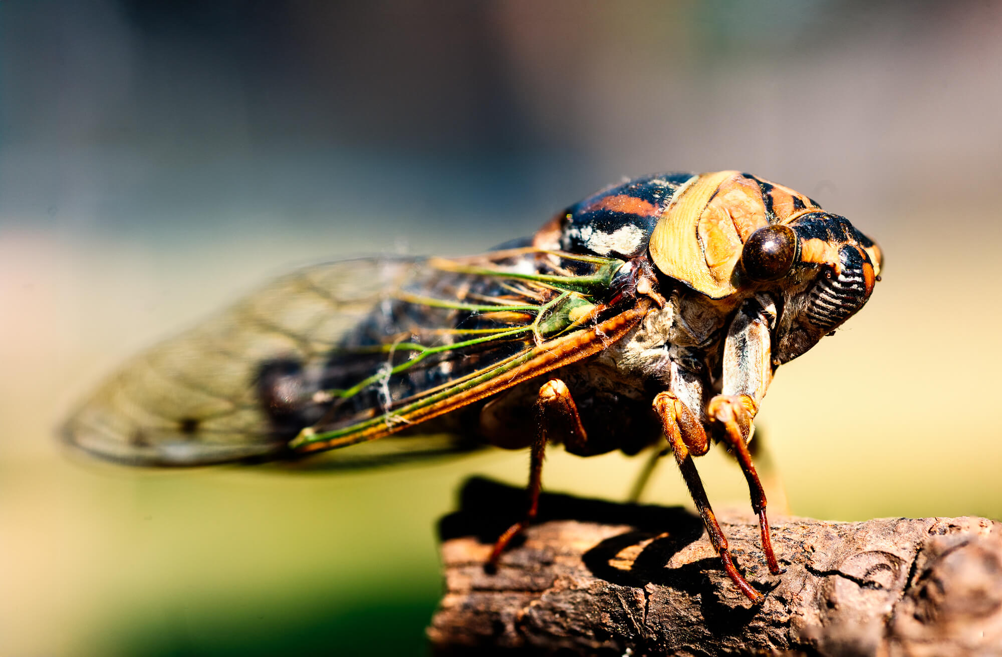 macro photography of a cicada