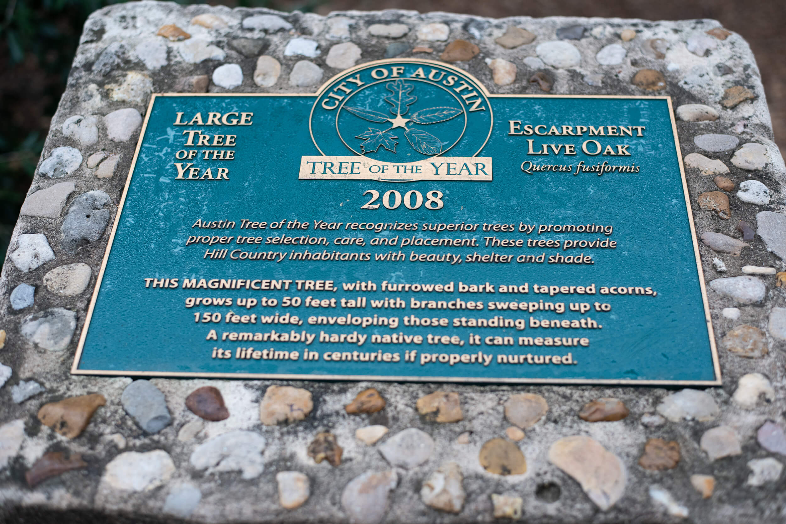 plaque of the austin texas tree of the year from 2008