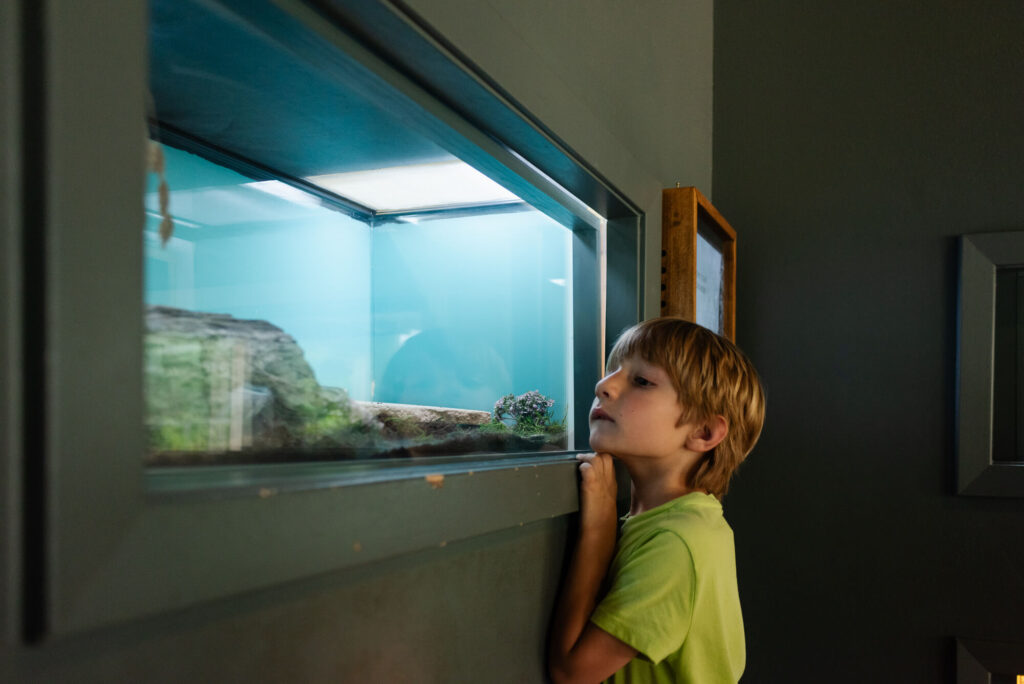 boy looking at wildlife displays at austin nature and science center
