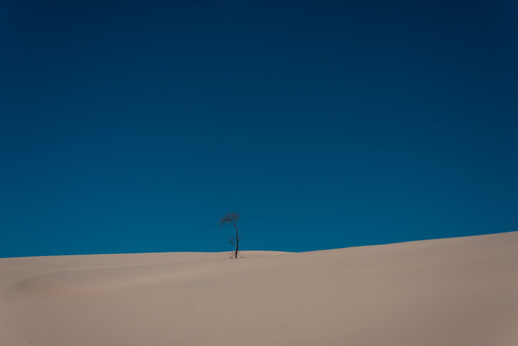 lone tree at monahans sand dunes state park landscape photography