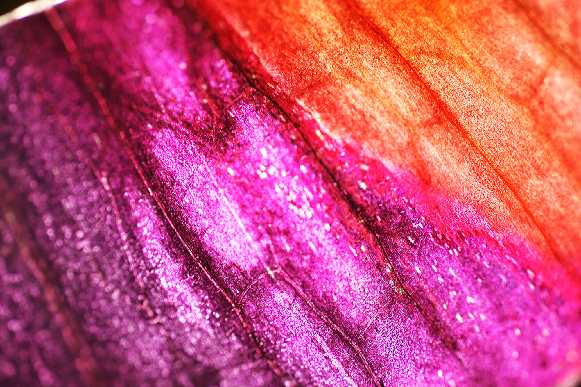 abstract macro image of a layer of red onion