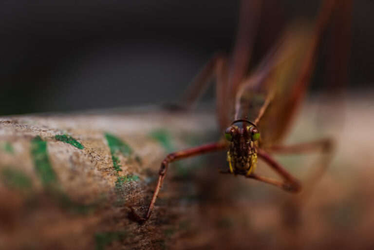 Macro Photography of Insects and Spiders: Close-Ups of Nature’s Small Creatures